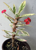 CROWN OF THORNS Euphorbia Milii Corona de Cristo Variegated 'Red Fertile' Cactus Succulents