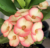 Euphorbia Milii PINK PARFAIT Crown Of Thorns Corona de Cristo Thai Hybrid