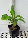 Euphorbia Milii ORANGE FANTA Crown of Thorns Corona de Cristo Succulent