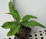 Euphorbia Milii ORANGE FANTA Crown of Thorns Corona de Cristo Succulent
