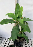 Euhorbia Milii Crown Of Thorns "Make A Wish" Corona de Cristo Thai Hybrid