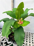 Euhorbia Milii Crown Of Thorns "Make A Wish" Corona de Cristo Thai Hybrid