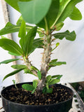Euhorbia Milii Crown Of Thorns "Make A Wish" Corona de Cristo Thai Hybrid