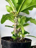 Euhorbia Milii Crown Of Thorns "Make A Wish" Corona de Cristo Thai Hybrid