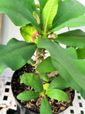 Euhorbia Milii Crown Of Thorns "Make A Wish" Corona de Cristo Thai Hybrid