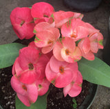 Euhorbia Milii Crown Of Thorns "Pink Emerald Flamingo" Corona de Cristo Large blooming Variety