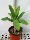 Euphorbia Milii ANGEL FACE Crown of Thorns Corona De Cristo Cactus Thai Hybrid