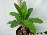 Euphorbia Milii ANGEL FACE Crown of Thorns Corona De Cristo Cactus Thai Hybrid