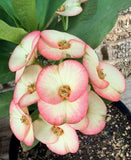 Euphorbia Milii PINK PARFAIT Crown Of Thorns Corona de Cristo Thai Hybrid