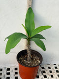 Euhorbia Milii Crown Of Thorns "Frosted Petal" Corona de Cristo Large blooming Variety