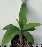 Euhorbia Milii Crown Of Thorns "Frosted Petal" Corona de Cristo Large blooming Variety
