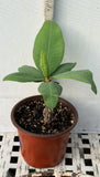 Euphorbia Milii CHARLIE'S ANGELS Crown of Thorns Coronas de Cristo Cactus/Succulents
