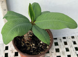 Euphorbia Milii CHARLIE'S ANGELS Crown of Thorns Coronas de Cristo Cactus/Succulents
