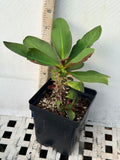 Euphorbia Milii NEVER ENDING (Love Affair) Crown of Thorns Corona De Cristo Thai Hybrid