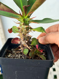 Euphorbia Milii NEVER ENDING (Love Affair) Crown of Thorns Corona De Cristo Thai Hybrid