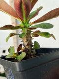 Euphorbia Milii NEVER ENDING (Love Affair) Crown of Thorns Corona De Cristo Thai Hybrid
