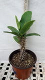 Euphorbia Milii WONDERFUL Crown Of Thorns Corona de Cristo