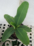 Euphorbia Milii WONDERFUL Crown Of Thorns Corona de Cristo