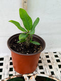 Euphorbia Milii WHISPERING ANGEL Crown Of Thorns  Poysean Corona De Cristo