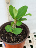 Euphorbia Milii WHISPERING ANGEL Crown Of Thorns  Poysean Corona De Cristo