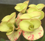 Euphorbia Milii Orange Candle Crown of Thorns – Starter Cutting
