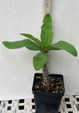 Euhorbia Milii Crown Of Thorns "Frosted Petal" Corona de Cristo Large blooming Variety