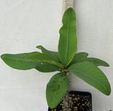Euhorbia Milii Crown Of Thorns "Frosted Petal" Corona de Cristo Large blooming Variety