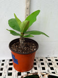 Euphorbia Milii CHOMPO SETHEE Super Giant Crown of Thorns Corona de Cristo