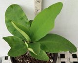 Euphorbia Milii CHOMPO SETHEE Super Giant Crown of Thorns Corona de Cristo