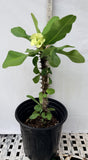 Euphorbia Milii BRIDAL WHITE Crown of Thorns Corona de Cristo Succulent