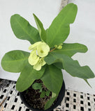 Euphorbia Milii BRIDAL WHITE Crown of Thorns Corona de Cristo Succulent