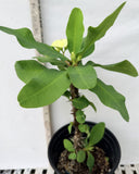 Euphorbia Milii BRIDAL WHITE Crown of Thorns Corona de Cristo Succulent