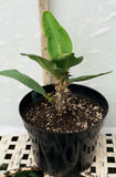 Euphorbia Milii SUNKIST Crown of Thorns Corona de Cristo Large Blooms