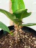 Euphorbia Milii SUNKIST Crown of Thorns Corona de Cristo Large Blooms