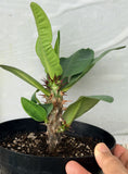 Euphorbia Milii SUNKIST Crown of Thorns Corona de Cristo Large Blooms