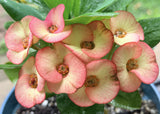 Euphorbia Milii PINK PARFAIT Crown Of Thorns Corona de Cristo Thai Hybrid