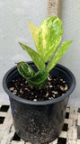 ZZ Plant VARIEGATED Zamioculcas Zamiifolia  Air Purifier Houseplant