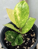 ZZ Plant VARIEGATED Zamioculcas Zamiifolia  Air Purifier Houseplant