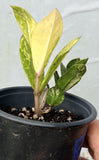 ZZ Plant VARIEGATED Zamioculcas Zamiifolia  Air Purifier Houseplant