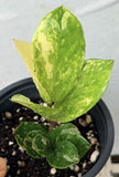 ZZ Plant VARIEGATED Zamioculcas Zamiifolia  Air Purifier Houseplant