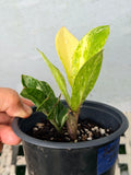 ZZ Plant VARIEGATED Zamioculcas Zamiifolia  Air Purifier Houseplant