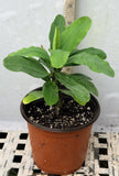 Euphorbia Milii HARLEQUIN Crown of Thorns Corona de Cristo Thai Hybrid