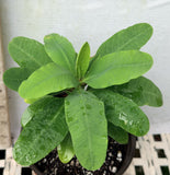 Euphorbia Milii HARLEQUIN Crown of Thorns Corona de Cristo Thai Hybrid