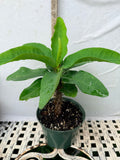 Euphorbia Milii TWILIGHT WONDER Crown Of Thorns Thai Hybrid Corona de Cristo