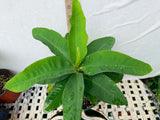 Euphorbia Milii TWILIGHT WONDER Crown Of Thorns Thai Hybrid Corona de Cristo