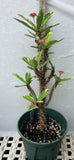 Crown of Thorns Euphorbia Milii Variegated PINK CHARM Corona de Cristo Thai Hybrid