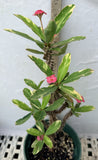 Crown of Thorns Euphorbia Milii Variegated PINK CHARM Corona de Cristo Thai Hybrid