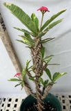 Crown of Thorns Euphorbia Milii Variegated PINK CHARM Corona de Cristo Thai Hybrid