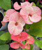 Euphorbia Milii "Cerise" Crown Of Thorns Thai Hybrid Corona de Cristo