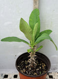 Euphorbia Milii SIAM WHITE Crown of Thorns Corona de Cristo Thai Hybrid